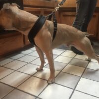 Custom Nylon Fleece-Lined Working Harness