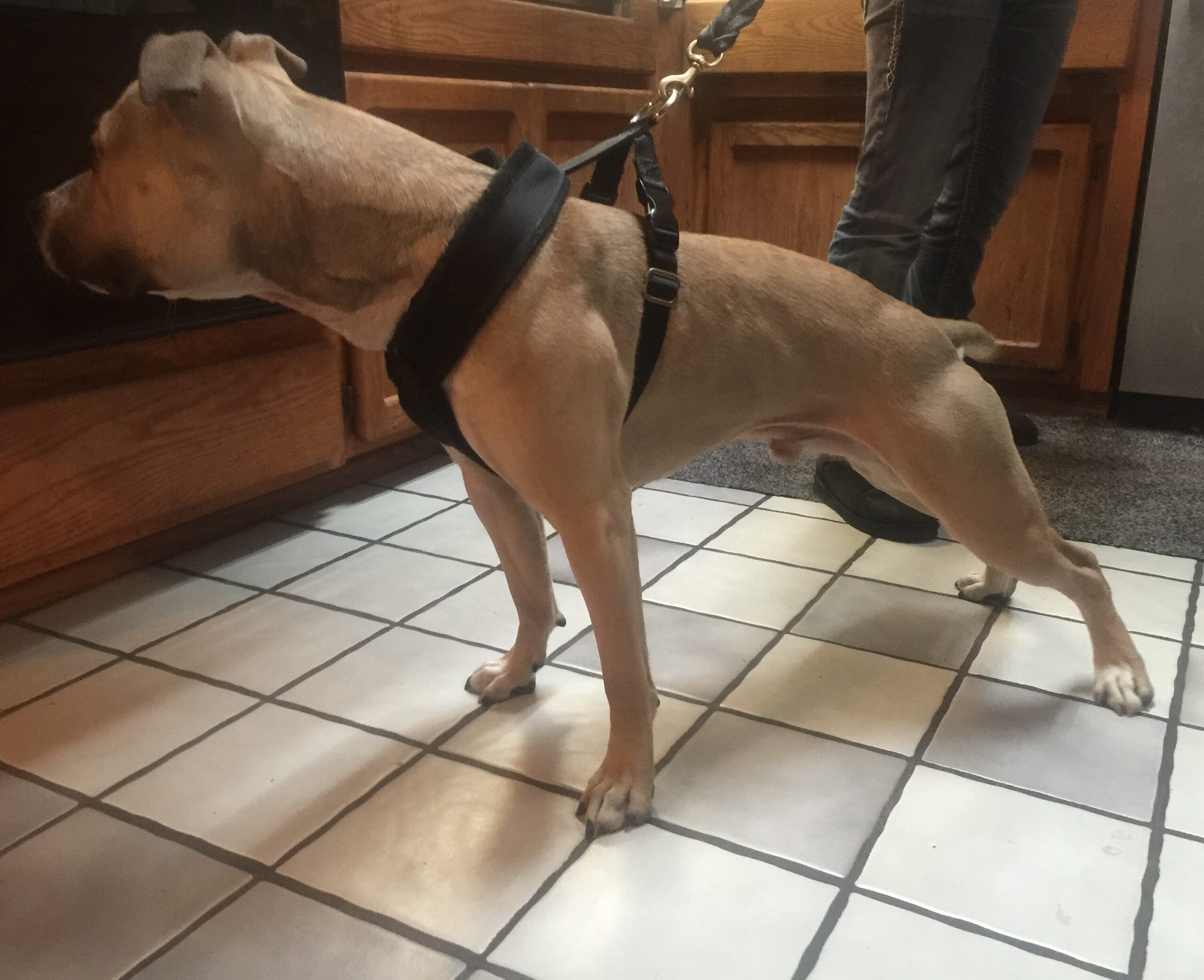 Custom Nylon Fleece-Lined Working Harness