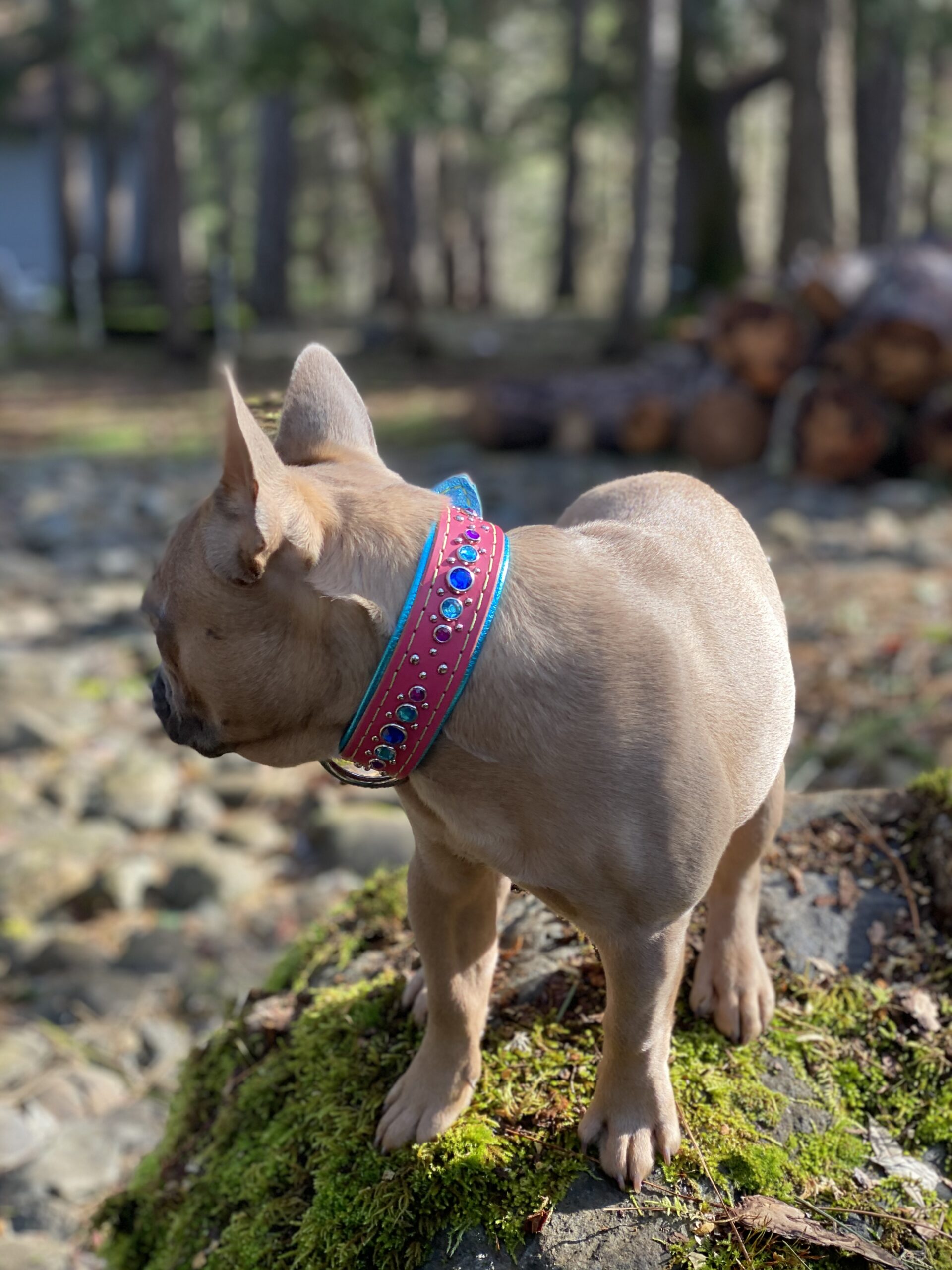 Custom 1.25" Cotton Candy Collar - Image 3
