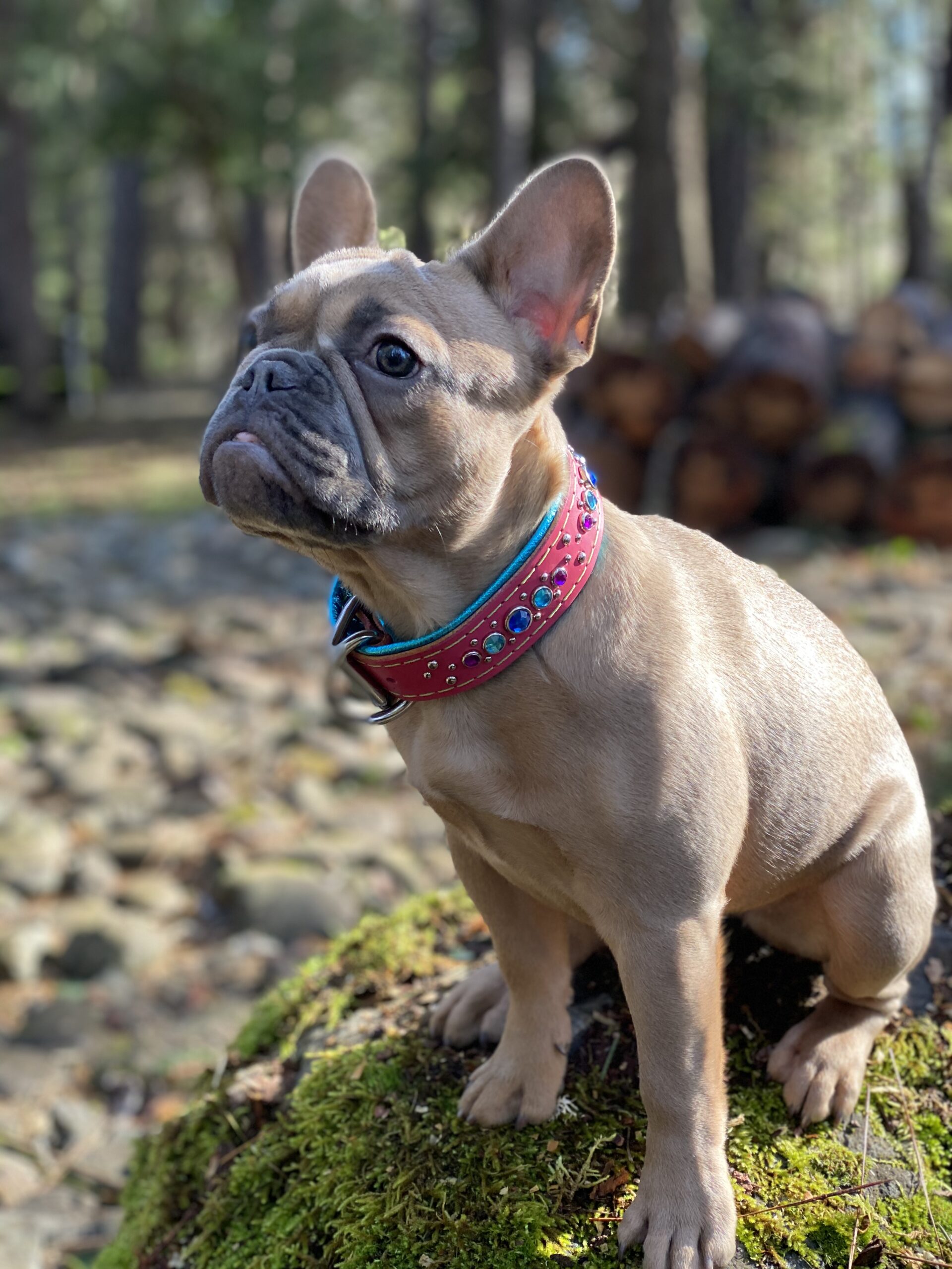 Custom 1.25" Cotton Candy Collar - Image 2